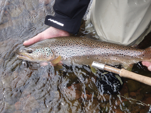 Fly Fishing Wales